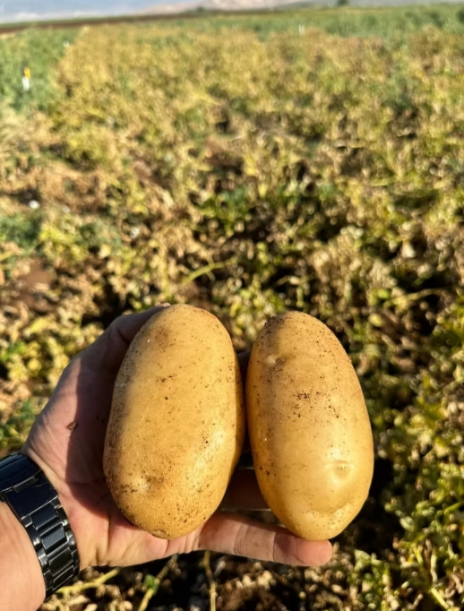 Patates Tarlası
